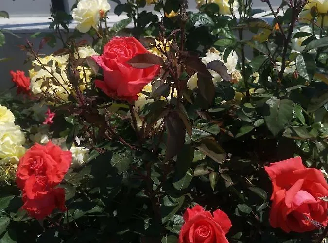 Apartment Luxury Amalfi 300 M From The *